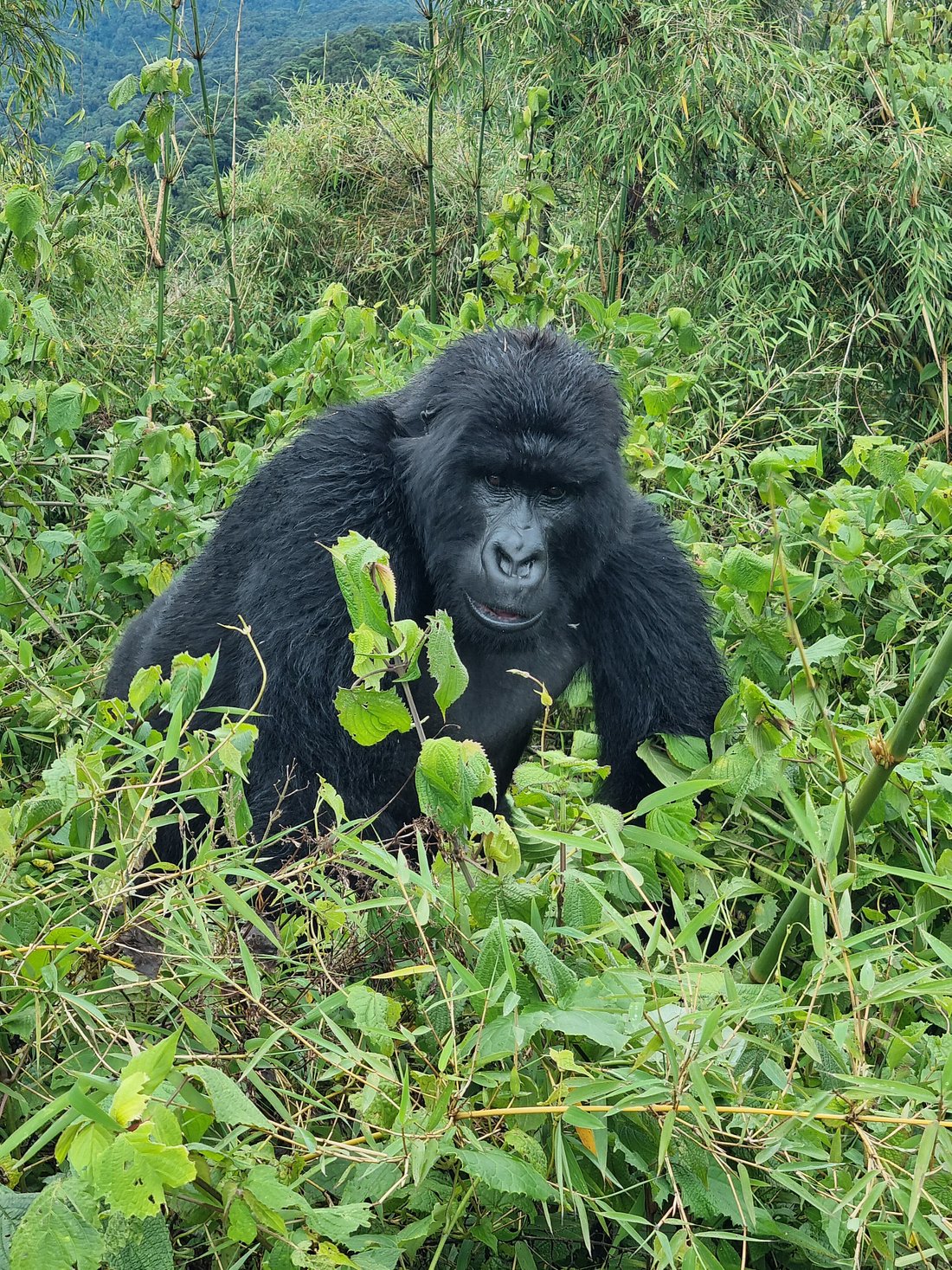 4 Days Rwanda Gorilla Safari
