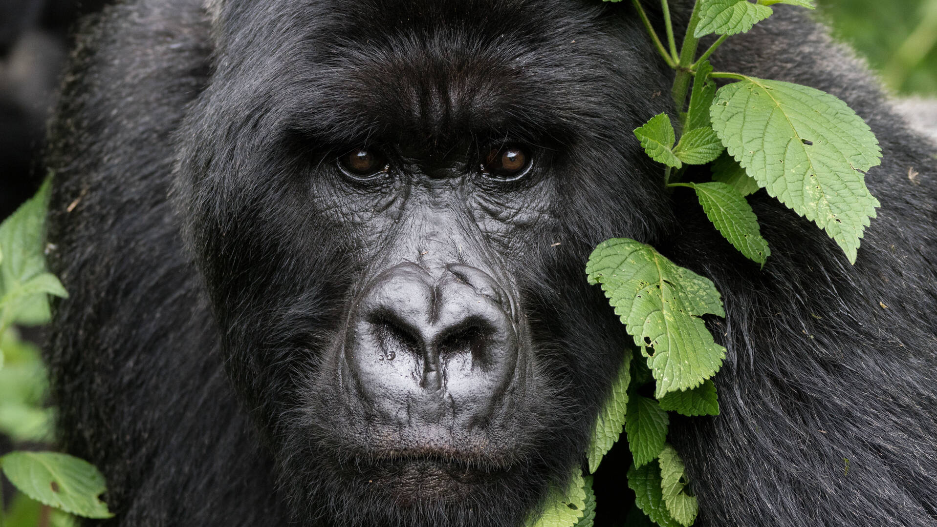 gorilla trekking, rwanda safaris