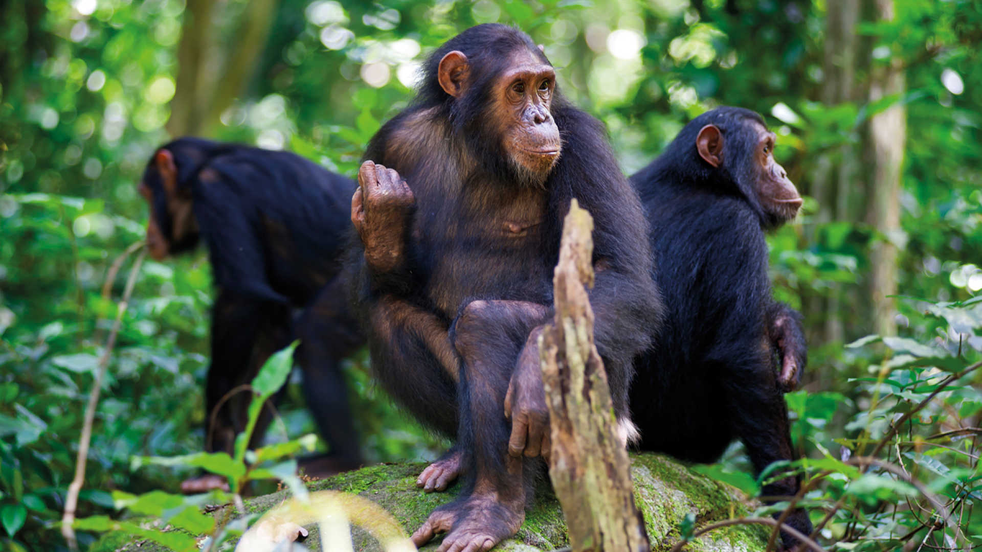 Rwanda Gorilla Trekking Tours for Photographers