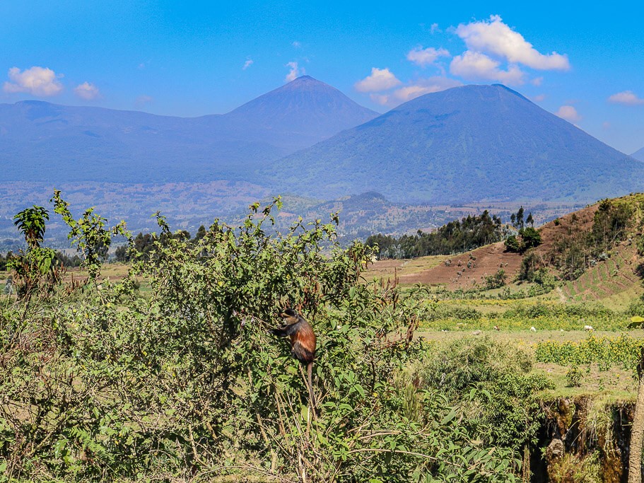 Rwanda Safari with Volcano Hiking Experiences