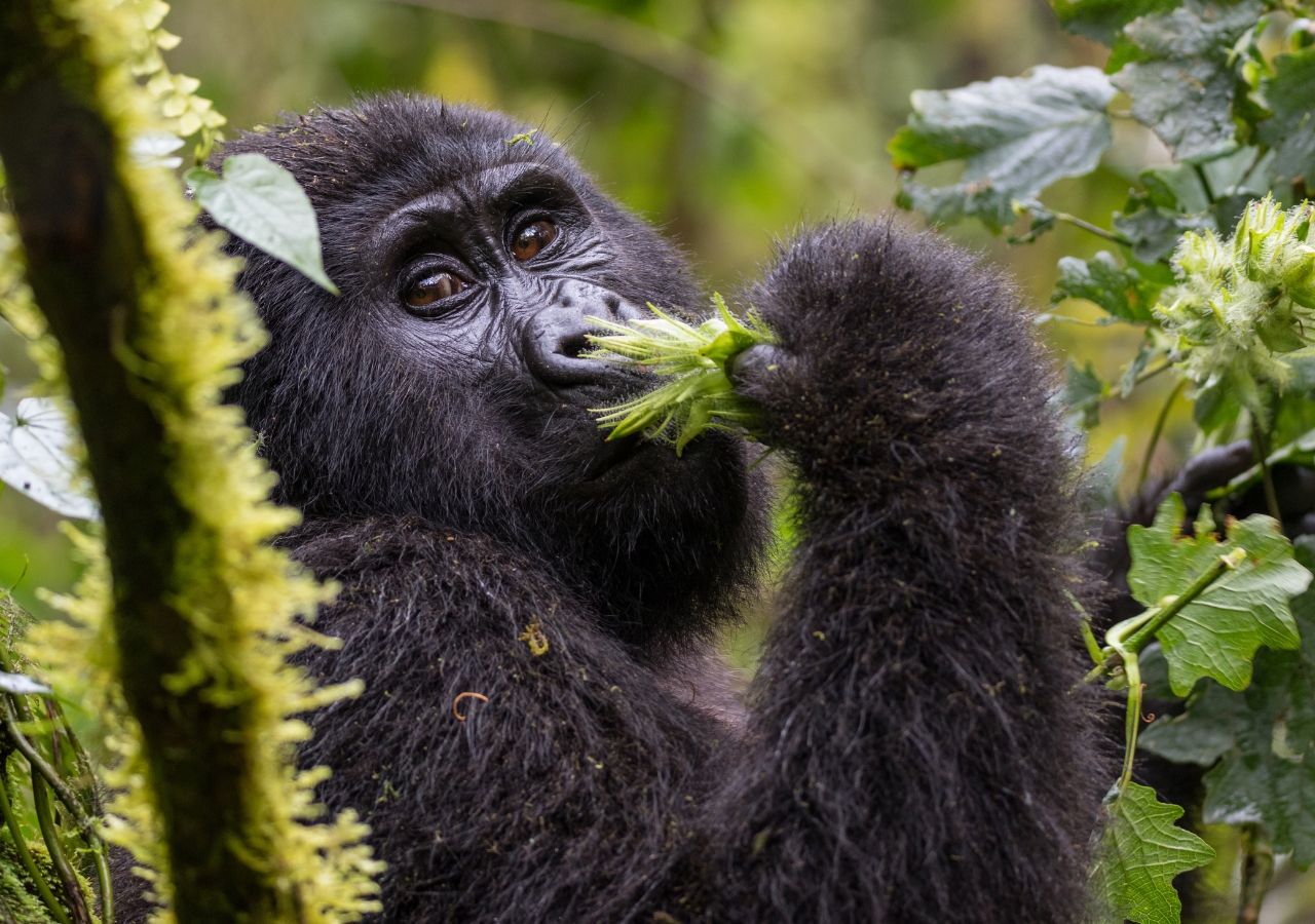 gorilla trekking, rwanda safaris