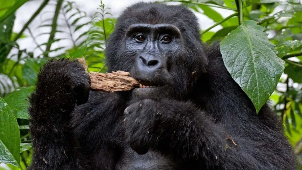 Rwanda Safaris – Complete Travel Guide to the Land of a Thousand Hills