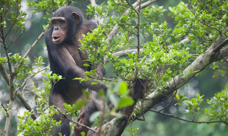 3 Days Nyungwe Chimpanzee Trek and Canopy Walkway, Rwanda Safaris and Gorilla Trekking