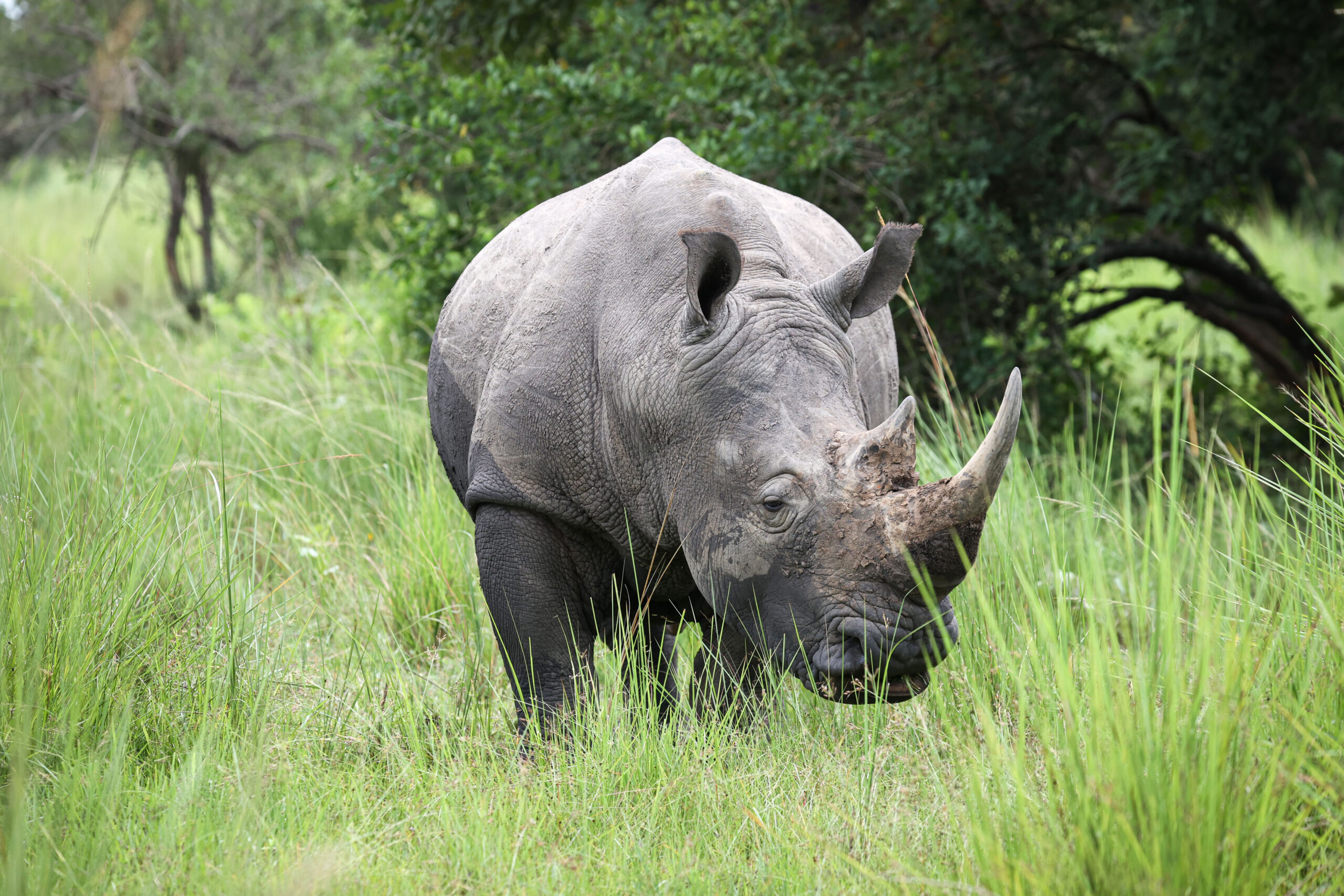 5-Day Rwanda Gorilla Trekking and Akagera Big Five Safari 