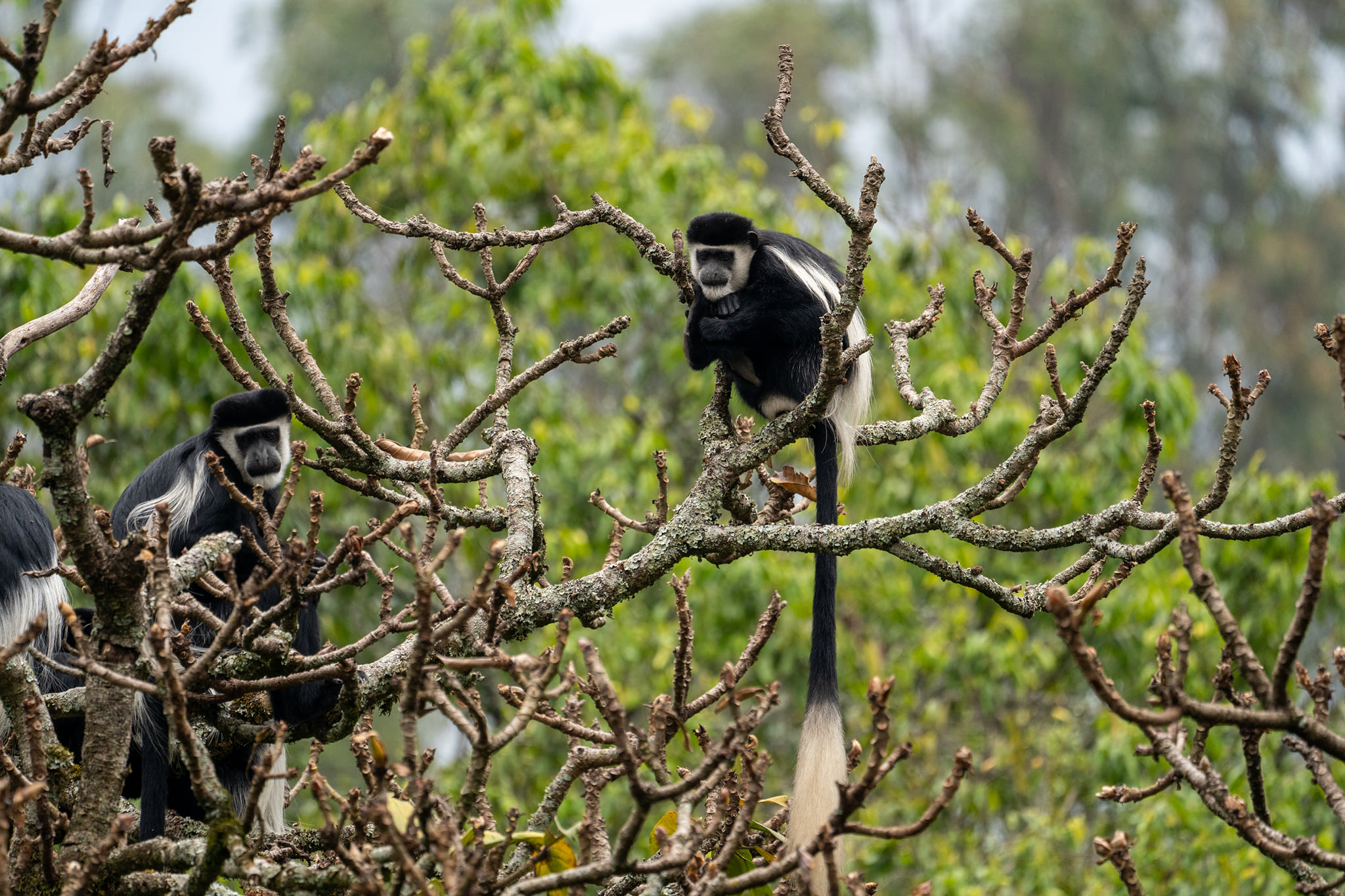 Budget friendly safaris in Rwanda