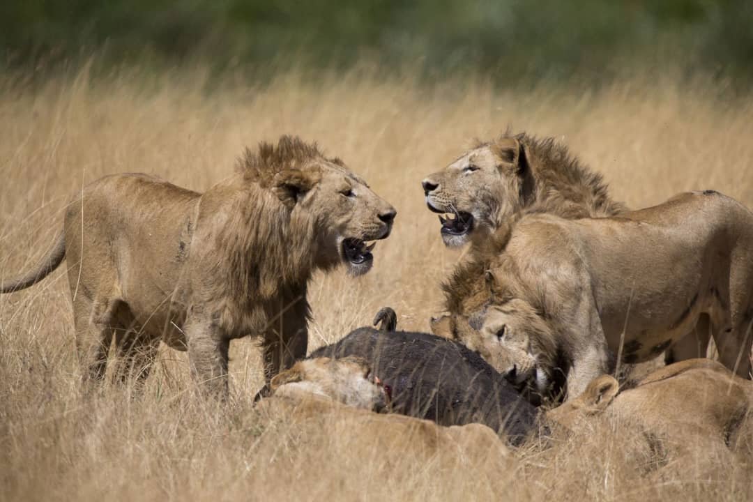 Rwanda Safari for Families – Safe & Educational Adventures