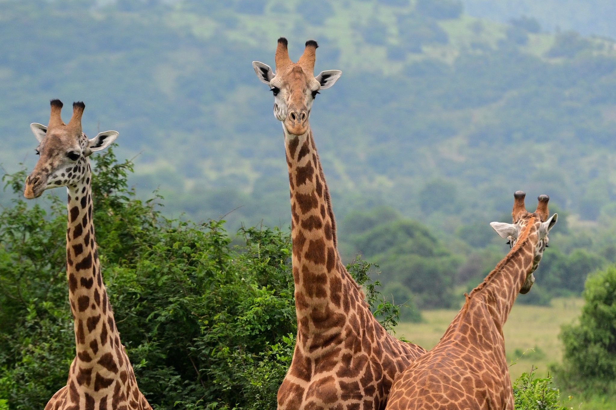 Rwanda Safari Safety – Health, Transport & Travel Advice