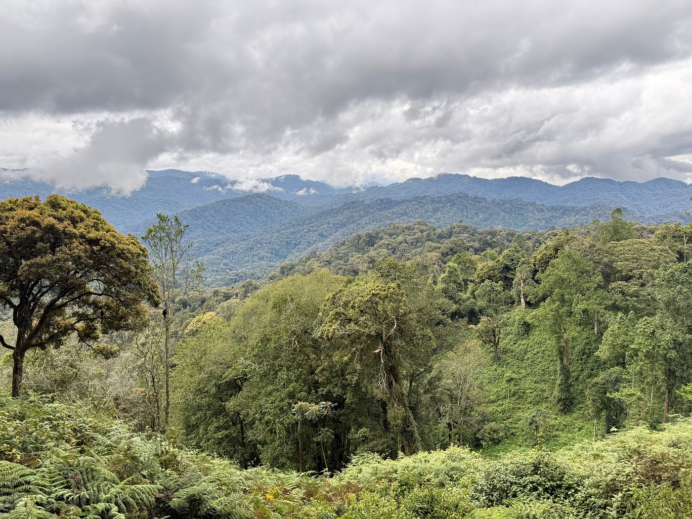 Safaris in Nyungwe National Park, Primate Safaris in Rwanda, Chimpanzee Tracking Safaris, Safaris in nyungwe, nyungwe safaris, primate safaris in nyungwe national park, chimpanzee safaris in nyungwe, chimpanzee trekking in Rwanda, chimp treks, chimp trekking tours, chimpanzee trekking trips, watrefalls in nyungwe national park, birdwatching in nyungwe national park, canopy walkway in nyungwe national park, wildlife safaris in nyungwe national park, nyungwe tours, Nyungwe canopy, nyungwe waterfalls, nyungwe primates, l'hoest monkeys in nyungwe, black and white colobus monkeys in nyungwe national park, vervet mpnkeys in nyungwe national park, nyungwe tourism safaris, nyungwe trekking safaris, nyungwe trails, nyungwe trekking safaris and tours, trek the chimpanzees in nyungwe, 3 days nyungwe chimpanzee trekking and canopy walk adventure, canopy in africa, canopy walkway in africa, Canopy safaris, 5 days chimpanzee trekking in nyungwe national park, 5 days in nyungwe national park, 3 days in nyungwe national park, canopy walk way safaris in rwanda, nyungwe tea plantatuion, cultural tours in and near nyungwe national park, nyungwe