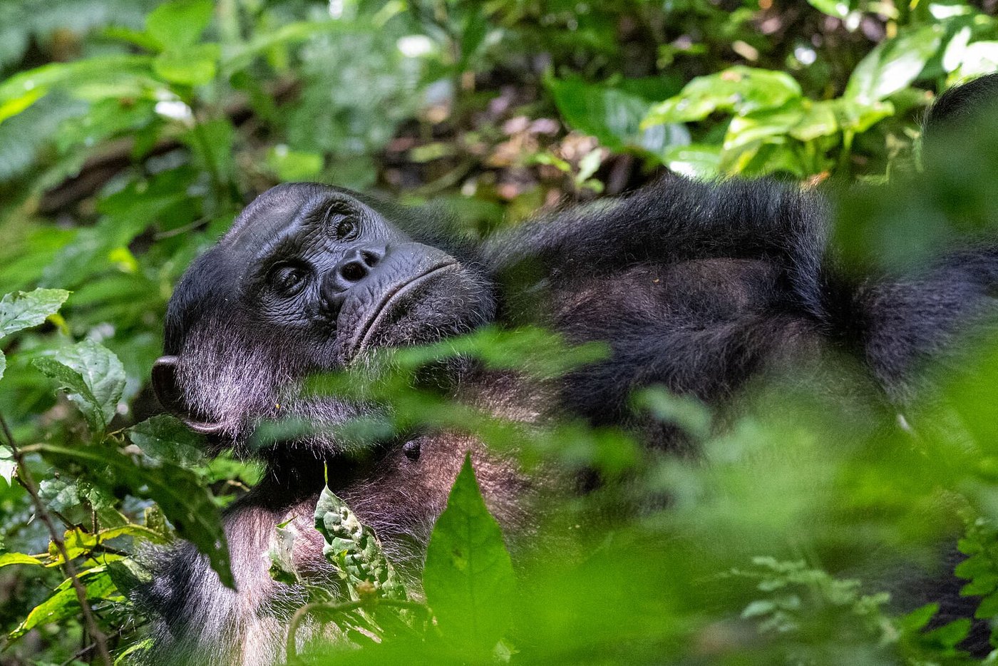 Safaris in Nyungwe National Park, Primate Safaris in Rwanda, Chimpanzee Tracking Safaris, Safaris in nyungwe, nyungwe safaris, primate safaris in nyungwe national park, chimpanzee safaris in nyungwe, chimpanzee trekking in Rwanda, chimp treks, chimp trekking tours, chimpanzee trekking trips, watrefalls in nyungwe national park, birdwatching in nyungwe national park, canopy walkway in nyungwe national park, wildlife safaris in nyungwe national park, nyungwe tours, Nyungwe canopy, nyungwe waterfalls, nyungwe primates, l'hoest monkeys in nyungwe, black and white colobus monkeys in nyungwe national park, vervet mpnkeys in nyungwe national park, nyungwe tourism safaris, nyungwe trekking safaris, nyungwe trails, nyungwe trekking safaris and tours, trek the chimpanzees in nyungwe, 3 days nyungwe chimpanzee trekking and canopy walk adventure, canopy in africa, canopy walkway in africa, Canopy safaris, 5 days chimpanzee trekking in nyungwe national park, 5 days in nyungwe national park, 3 days in nyungwe national park, canopy walk way safaris in rwanda, nyungwe tea plantatuion, cultural tours in and near nyungwe national park, nyungwe, guided safaris in rwanda
