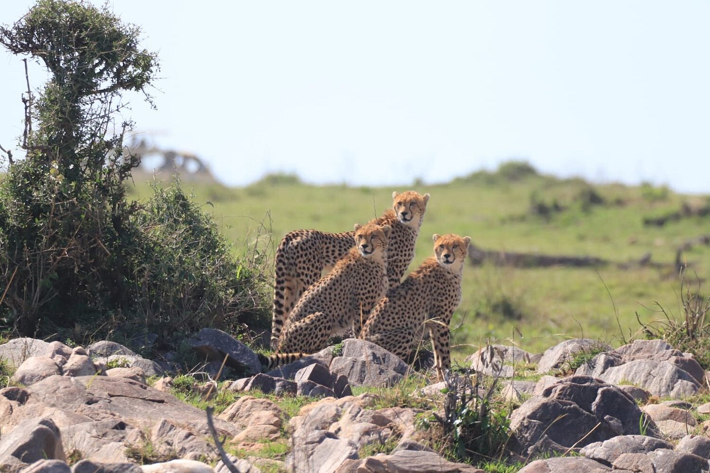 7 Days Wildlife and Primate Safari Rwanda, guided safaris in rwanda