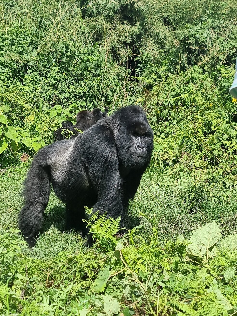 mountain gorilla trekking in volcanoes national park