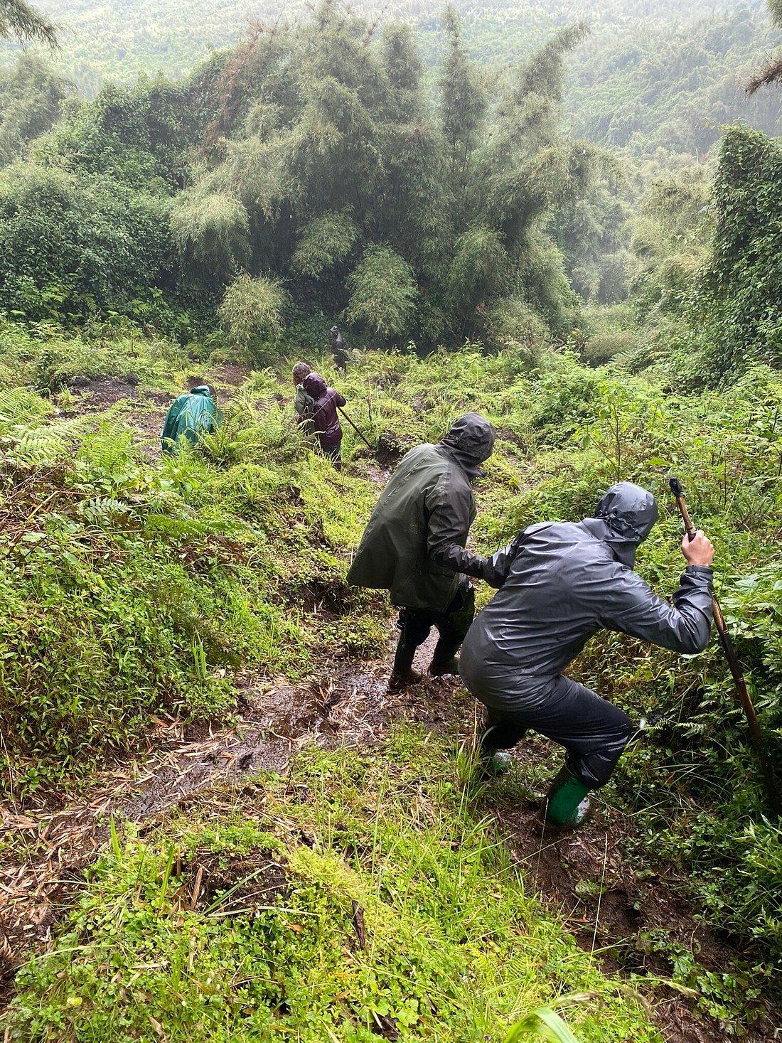 mountain gorilla trekking in volcanoes national park