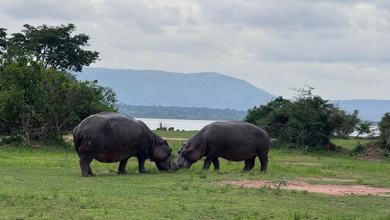 Big Five Safari in Rwanda – Akagera National Park Experience