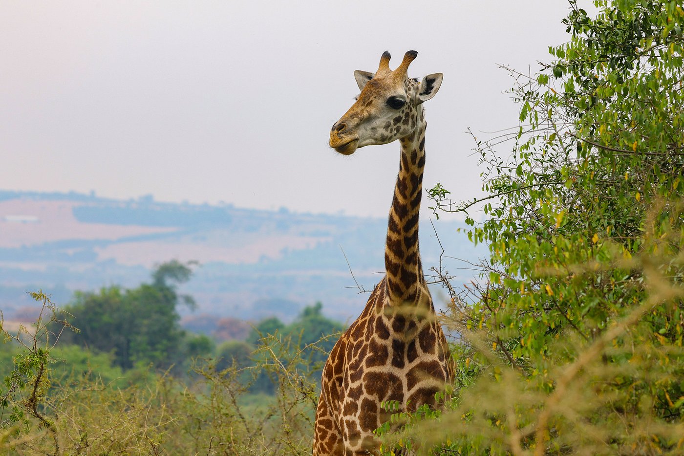 Luxury Safaris in Akagera National Park, big five in akagera national park, game drives in rwanda, game drive in akagera national park