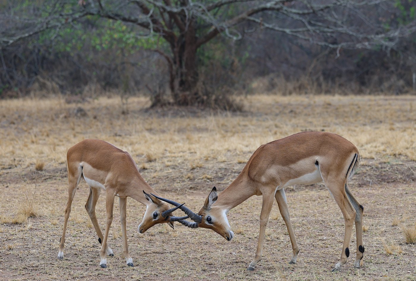Rwanda Safari Packages from Kigali Airport