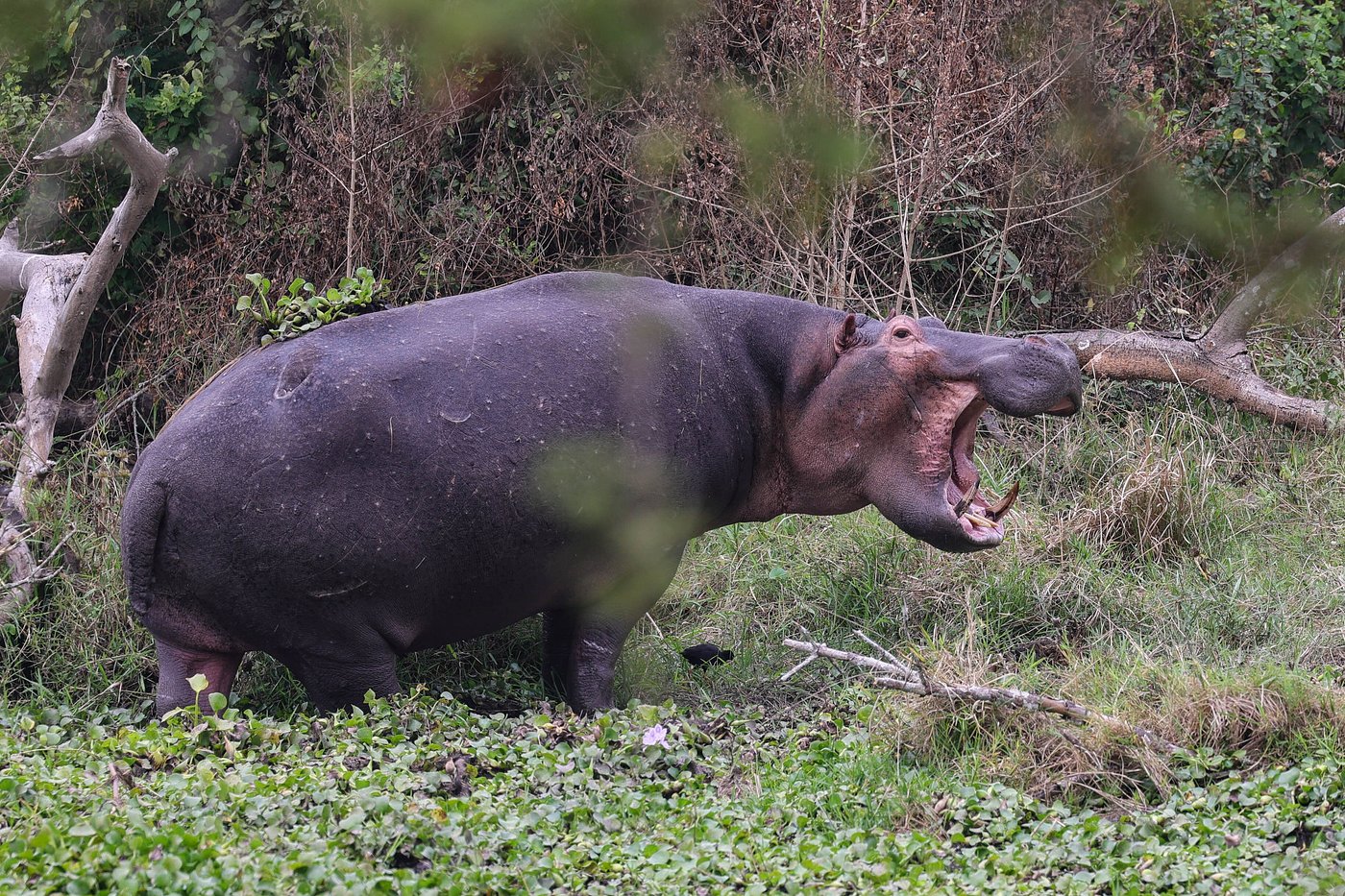 Rwanda Gorilla and Wildlife Safari – Volcanoes to Akagera National Park