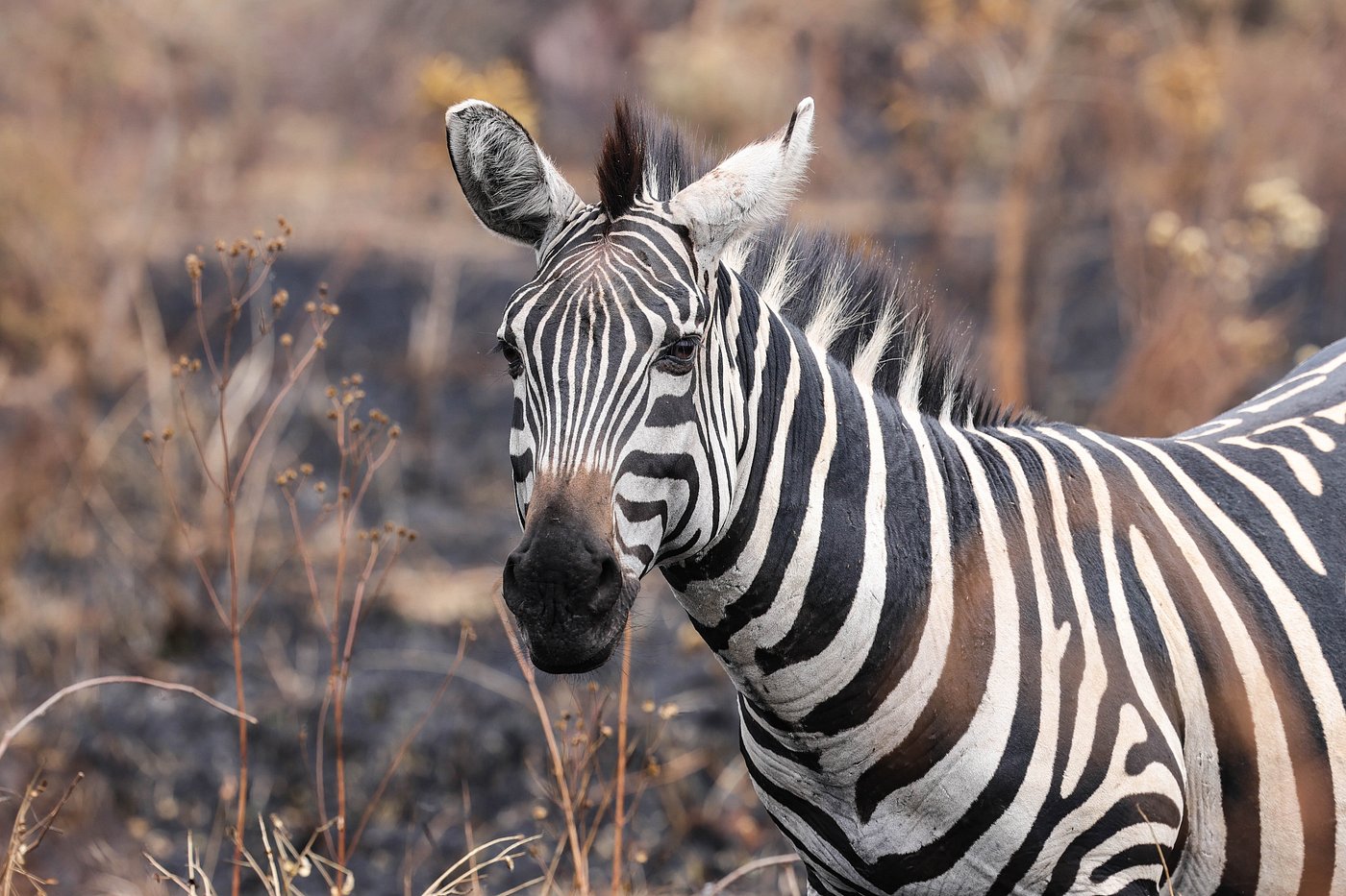 Rwanda Safari for First-Time Visitors