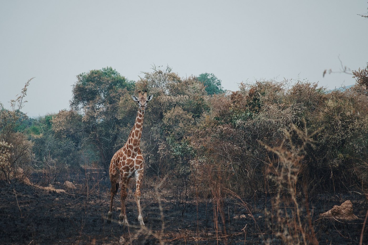 Rwanda Safari for Couples – Romantic Wildlife Experiences