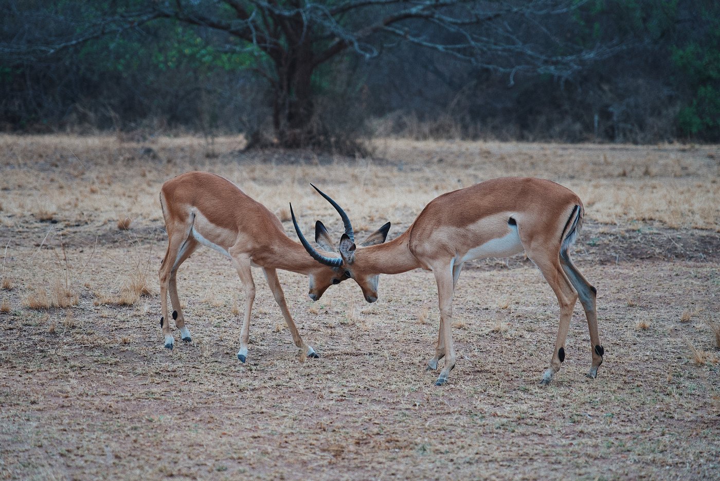 Rwanda Safari Tours – What Makes Rwanda Unique in Africa