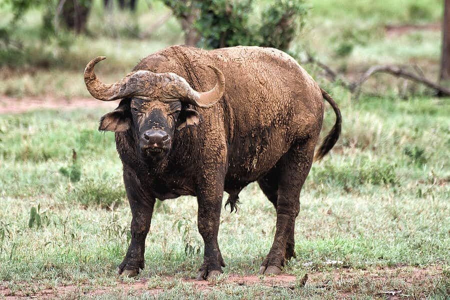 Rwanda Wildlife Safaris – Big Five, Primates & Scenic Landscapes