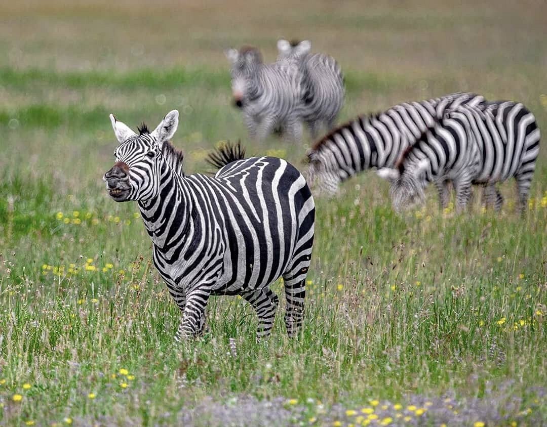 15 days best of rwanda, Kenya & Tanzania Safari with Gorilla Trekking in Rwanda