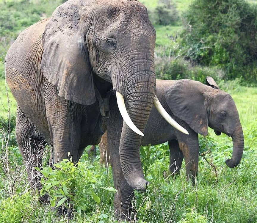 9 days best of rwanda safari, 9 days rwanda safari, 9 days tour in rwanda, 15 days best of rwanda, Safaris in Rwanda You Can Combine with Gorilla Trekking