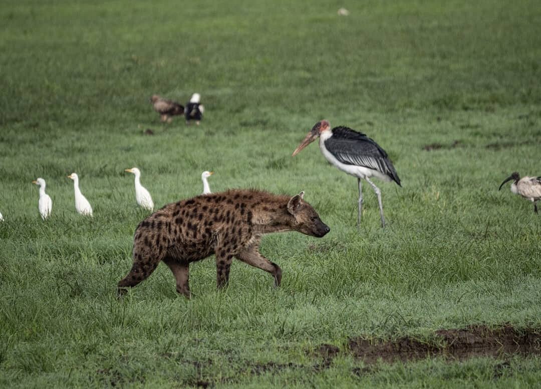 safaris you can combine with gorilla trekking, Safaris in Rwanda You Can Combine with Gorilla Trekking