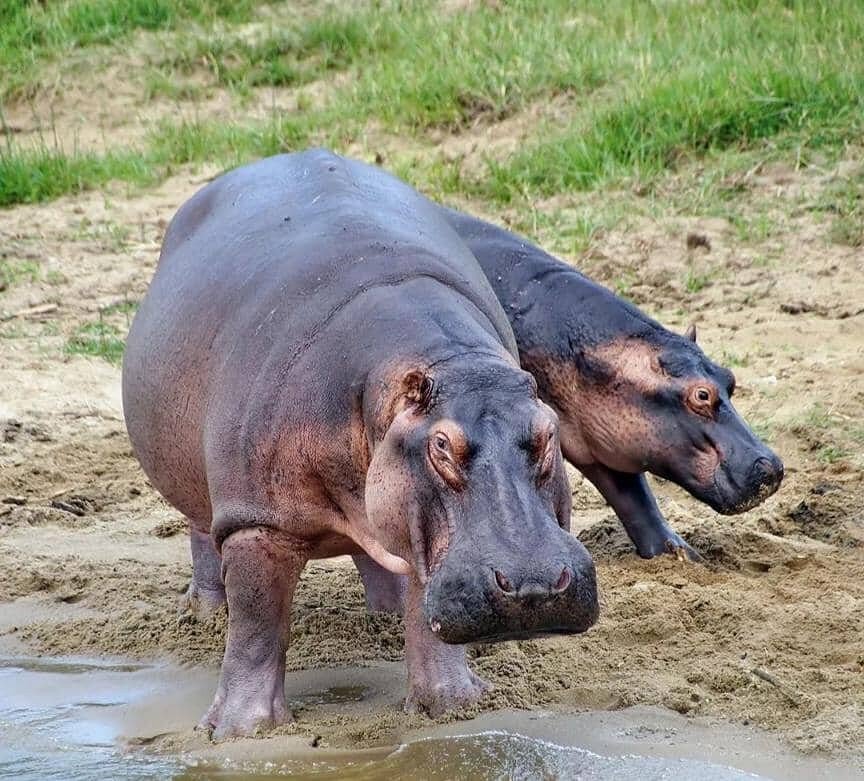 Rwanda Wildlife Safaris – Big Five, Primates & Scenic Landscapes