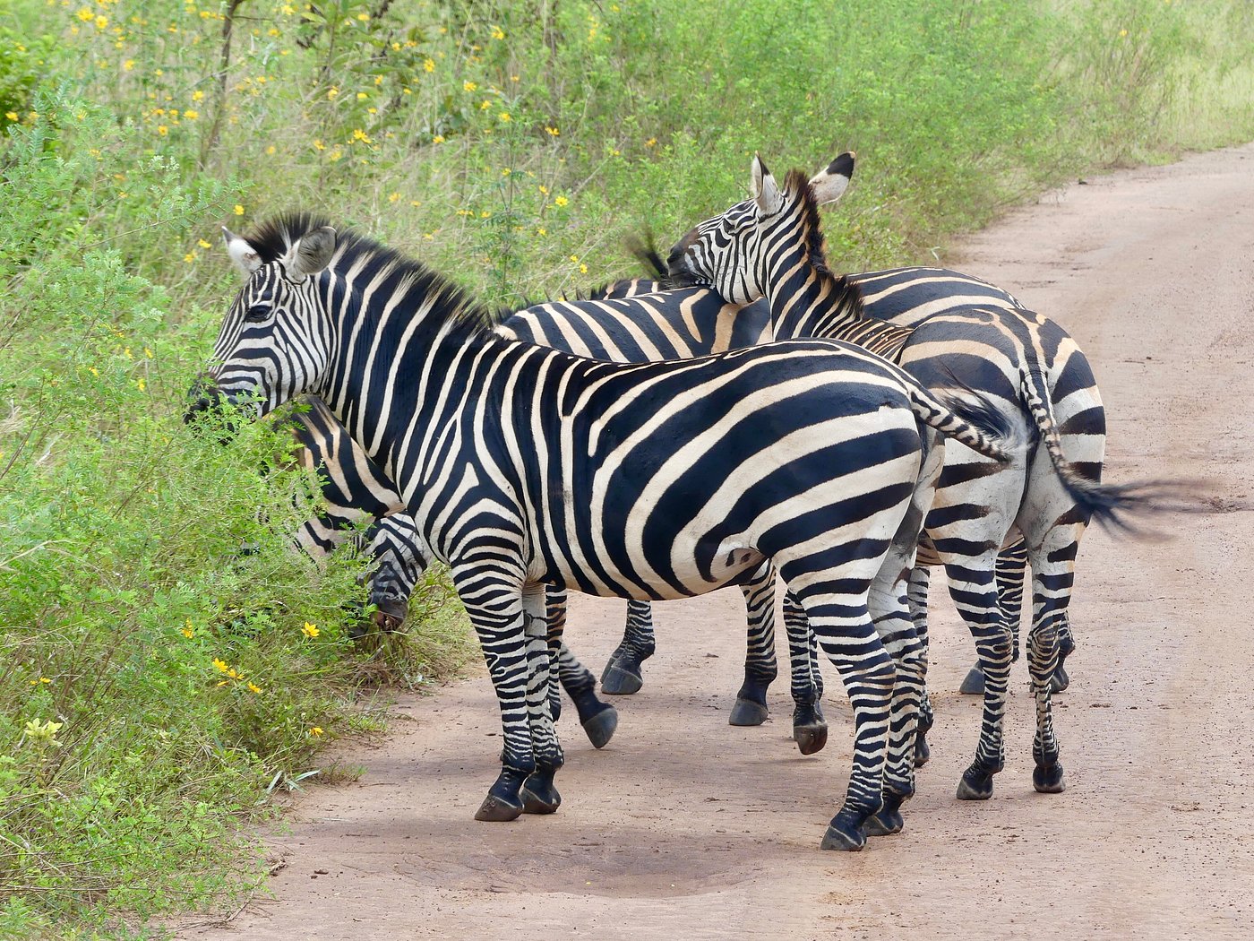 Luxury Rwanda Safaris – Lodges, Camps & Experiences