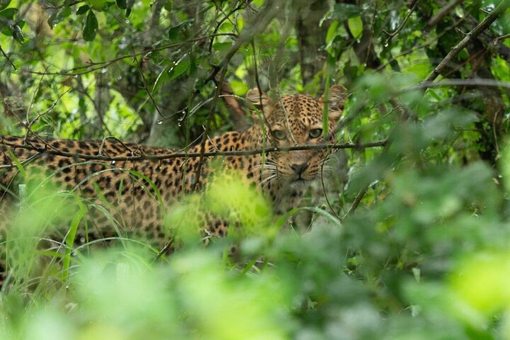 9 days best of rwanda safari, 9 days rwanda safari, 9 days tour in rwanda, rwanda safaris, rwanda safaris vs uganda safaris, rwanda safaris vs kenya safaris, rwanda safaris vs tanzania safaris