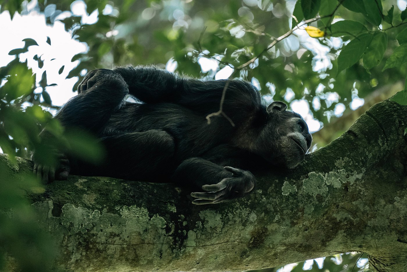 Safaris in Nyungwe National Park, Primate Safaris in Rwanda, Chimpanzee Tracking Safaris, Safaris in nyungwe, nyungwe safaris, primate safaris in nyungwe national park, chimpanzee safaris in nyungwe, chimpanzee trekking in Rwanda, chimp treks, chimp trekking tours, chimpanzee trekking trips, watrefalls in nyungwe national park, birdwatching in nyungwe national park, canopy walkway in nyungwe national park, wildlife safaris in nyungwe national park, nyungwe tours, Nyungwe canopy, nyungwe waterfalls, nyungwe primates, l'hoest monkeys in nyungwe, black and white colobus monkeys in nyungwe national park, vervet mpnkeys in nyungwe national park, nyungwe tourism safaris, nyungwe trekking safaris, nyungwe trails, nyungwe trekking safaris and tours, trek the chimpanzees in nyungwe, 3 days nyungwe chimpanzee trekking and canopy walk adventure, canopy in africa, canopy walkway in africa, Canopy safaris, 5 days chimpanzee trekking in nyungwe national park, 5 days in nyungwe national park, 3 days in nyungwe national park, canopy walk way safaris in rwanda, nyungwe tea plantatuion, cultural tours in and near nyungwe national park, nyungwe, 6 Days Rwanda Gorilla Trekking and Lake Kivu Adventure, 6 Days Rwanda Gorilla Trekking, 6 days Lake Kivu Adventure, wildlife safaris in rwanda, wildlife tours in rwanda