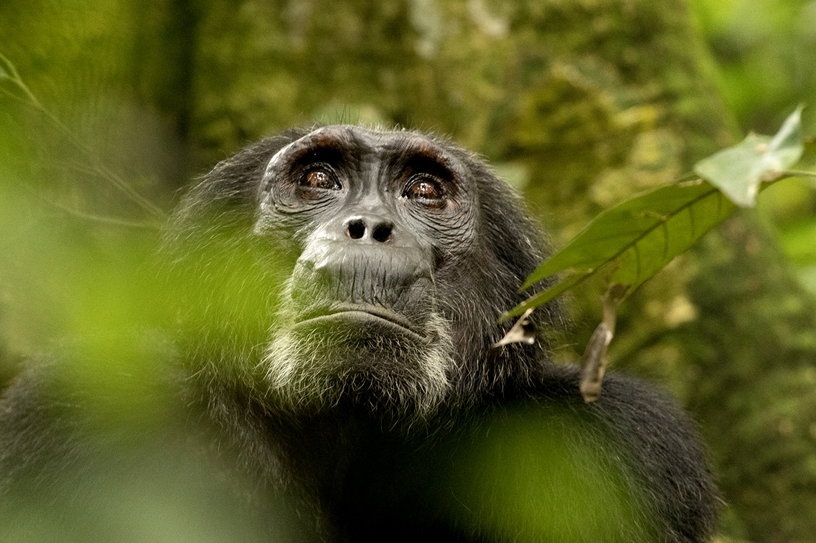 Rwanda safaris including gorilla trekking