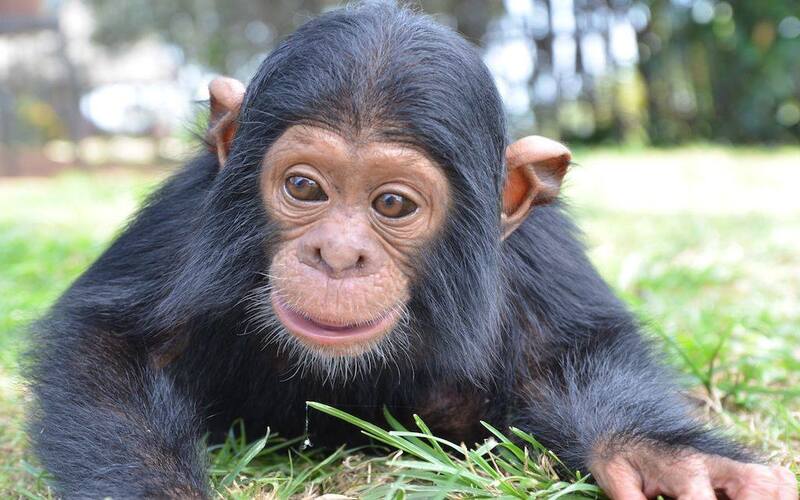 Rwanda Wildlife Safaris – Big Five, Primates & Scenic Landscapes