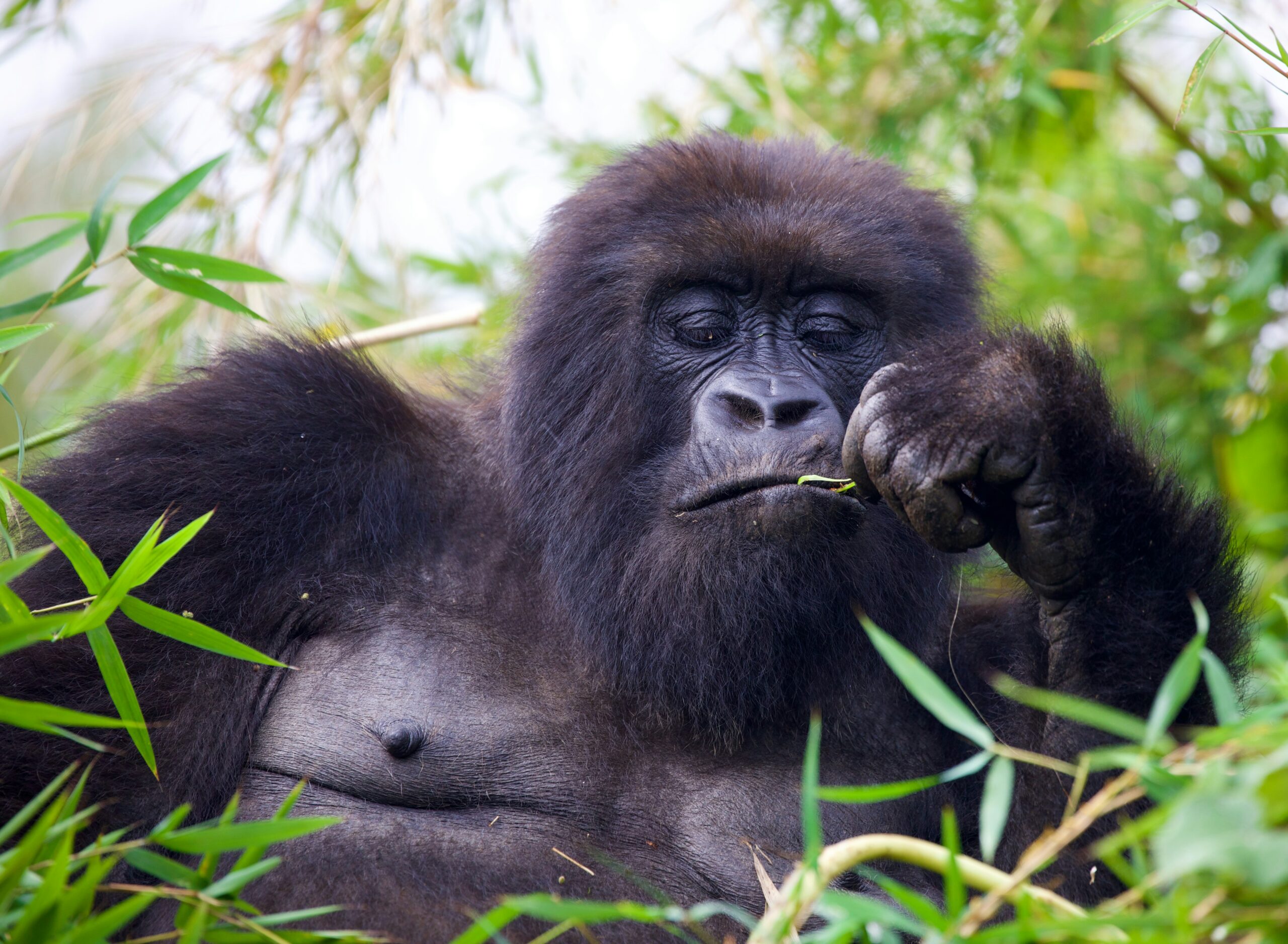 Gorilla Trekking in Rwanda – Everything You Need to Know