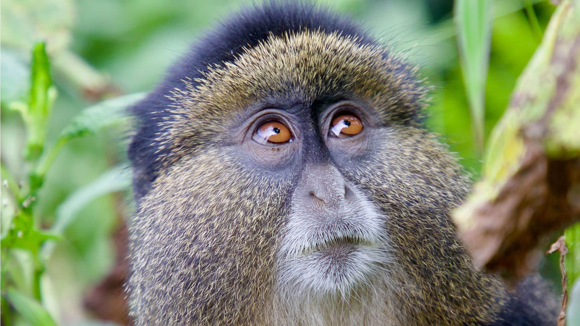 8-Day Rwanda Gorilla, Big Five and Chimpanzee Safari 