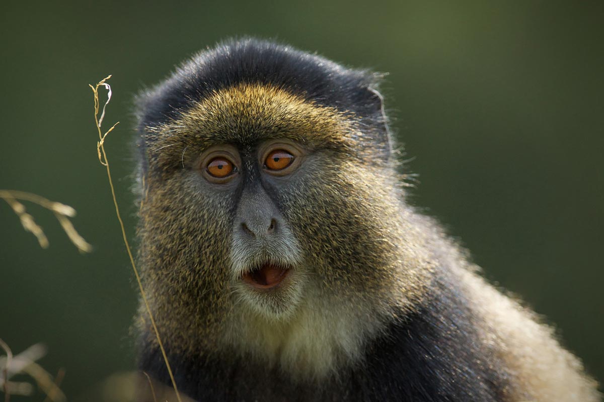Budget friendly safaris in Rwanda