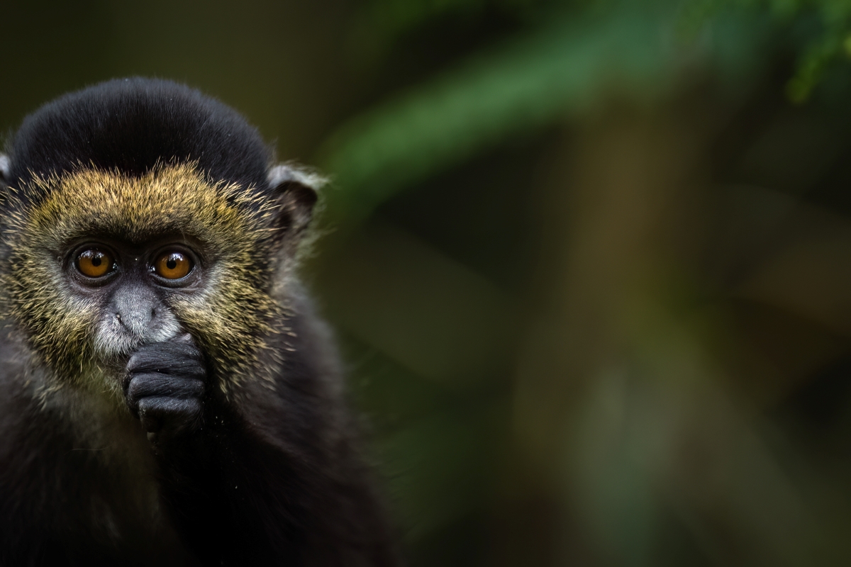 6-Day Rwanda Gorilla and Wildlife Safari – Best Rwanda Itinerary