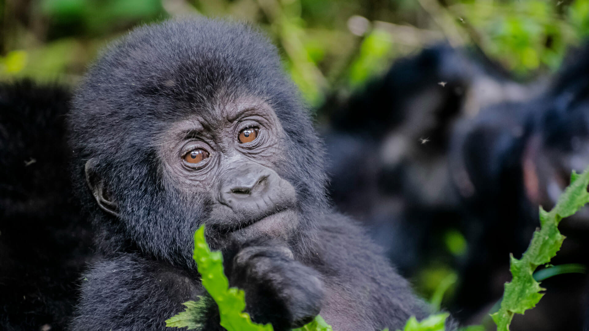 Rwanda Gorilla Safari and Big Five Safari – Complete Adventure Guide