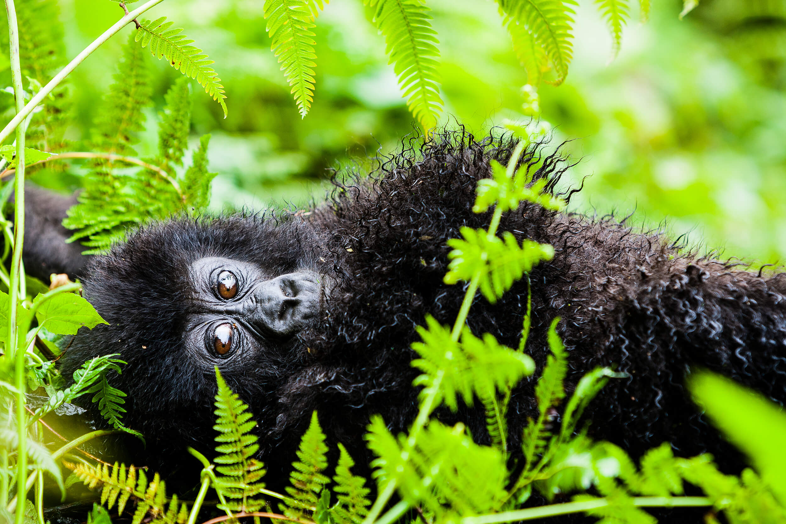 5 days rwanda safari, lake kivu rwanda, lake kivu adventure rwanda, rwanda safaris