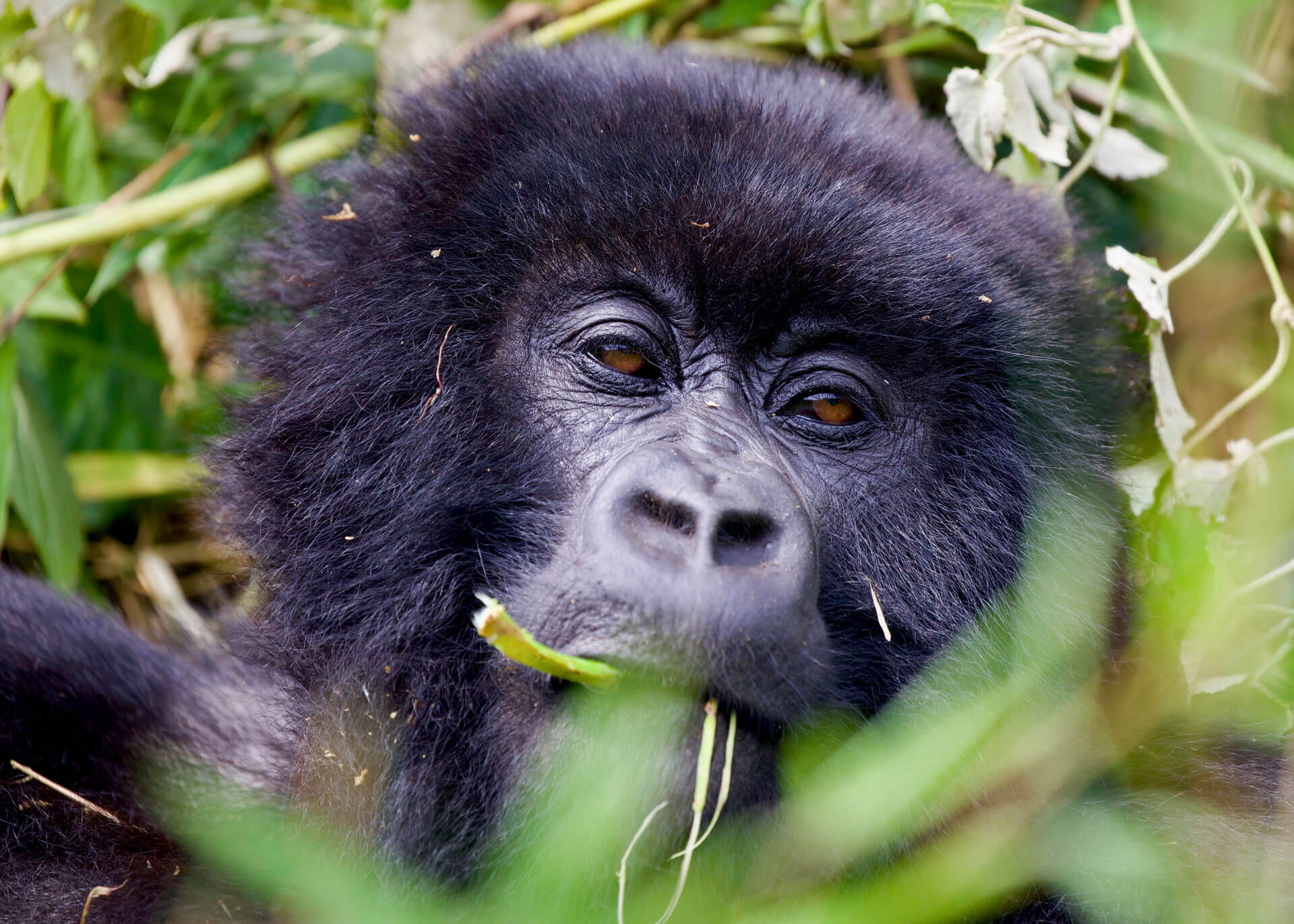 Rwanda Gorilla Trekking Safaris, Primate Tours, rwanda safaris, rwanda gorilla trekking, 1 Day Gorilla Trekking Safari in Rwanda, 3 Days Gorilla and Golden Monkey Trekking in Rwanda, Rwanda Safaris