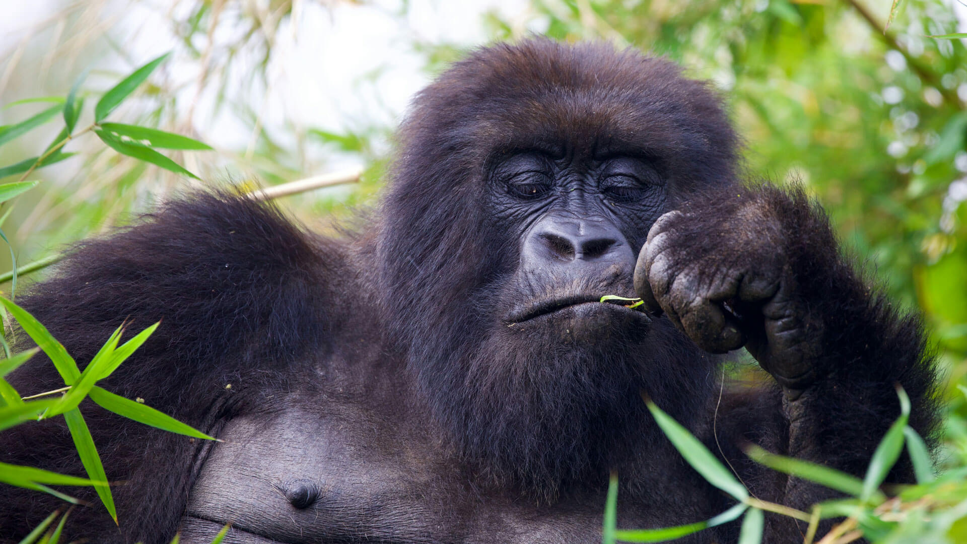 15 days best of rwanda, gorillas in rwanda, gorilla trekking in rwanda