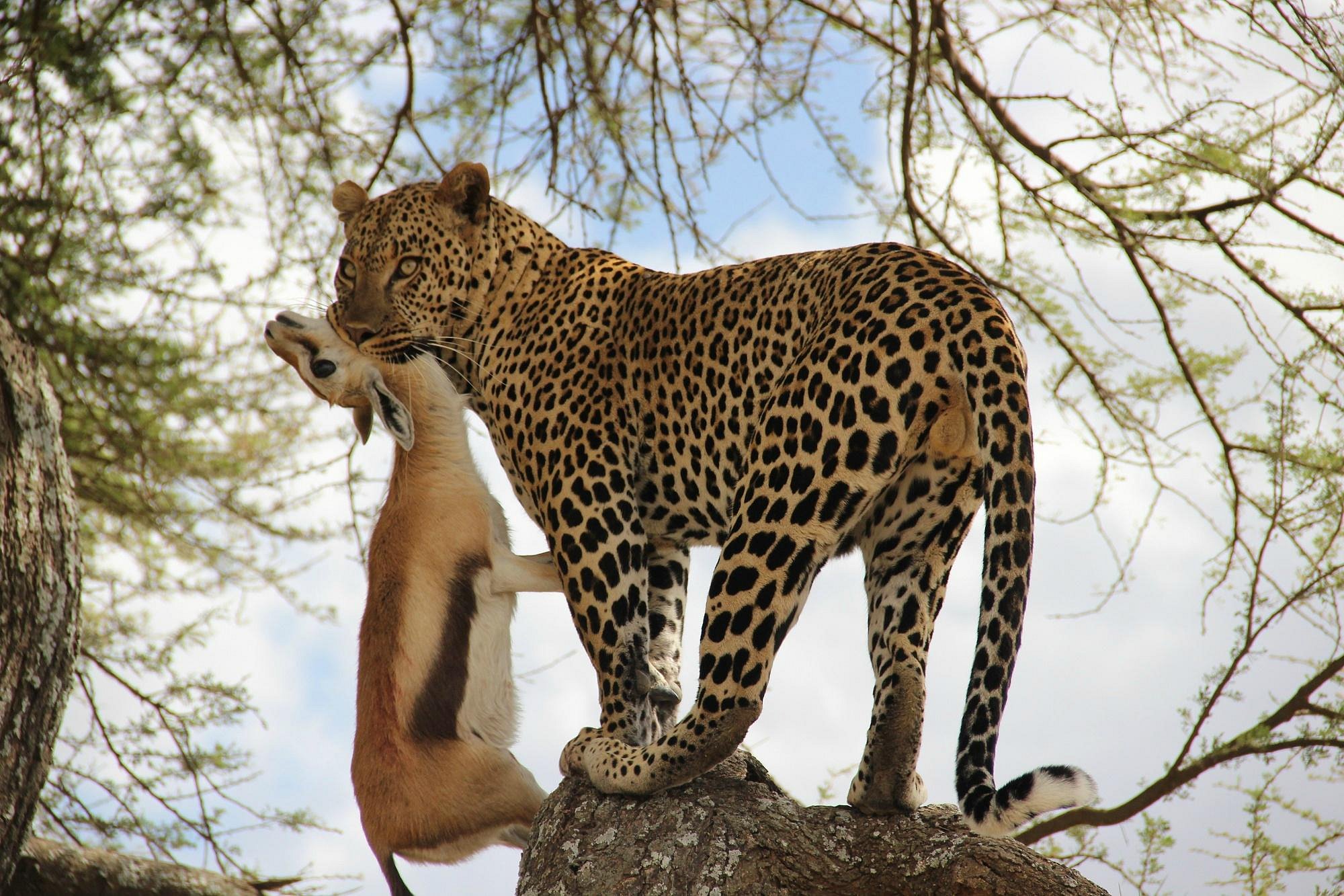 Rwanda National Parks Safari Guide