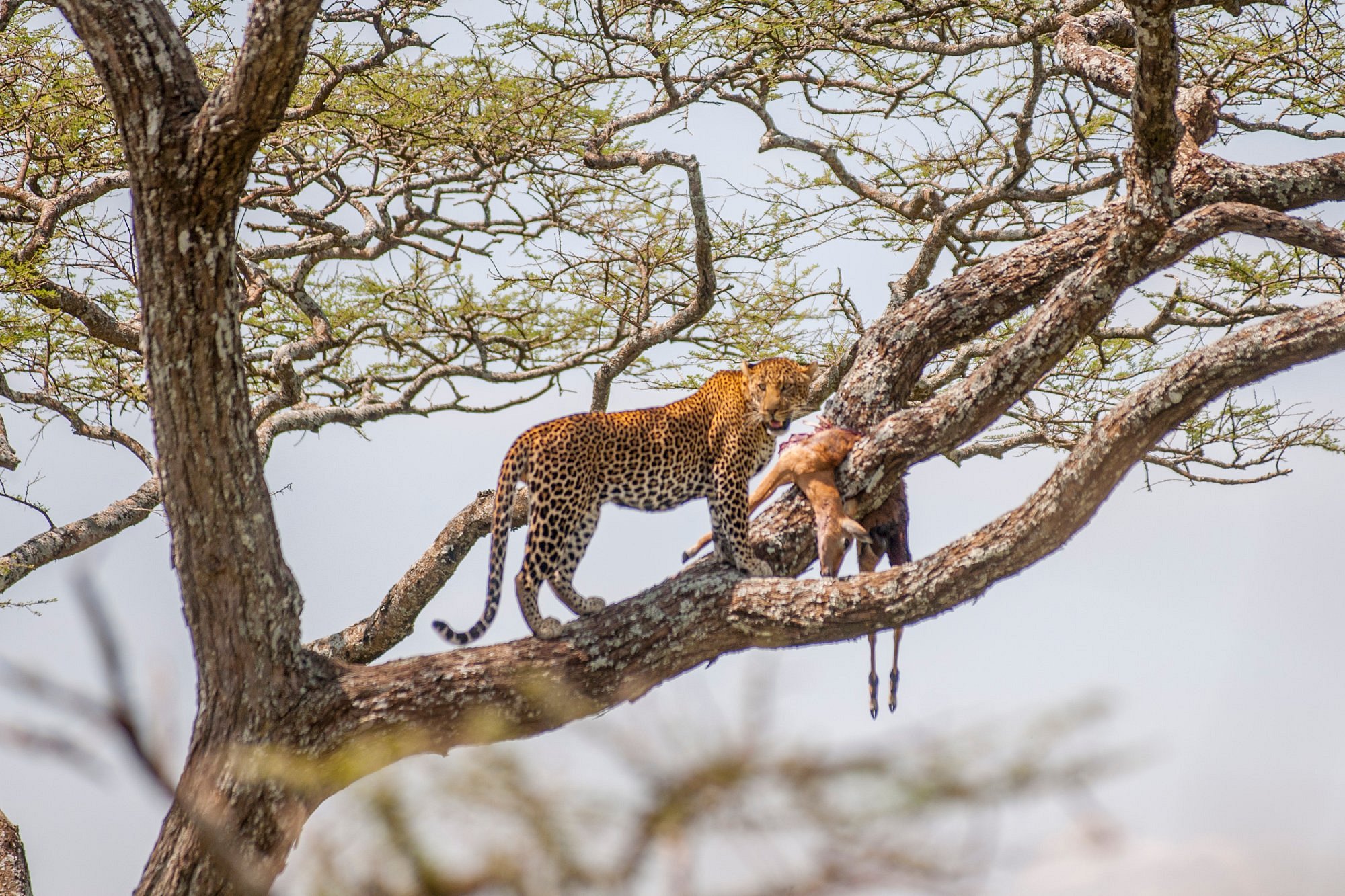 rwanda safaris, gorilla trekking,safaris in rwanda, nyungwe safari