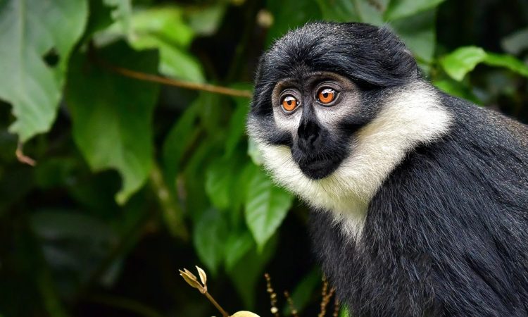 Monkey Trekking in Nyungwe National Park