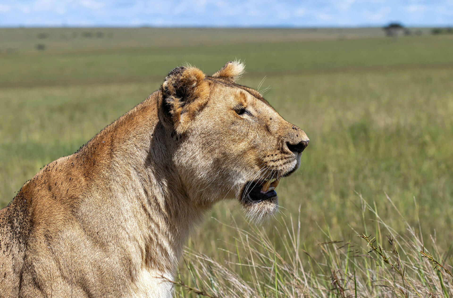 Budget friendly safaris in Rwanda