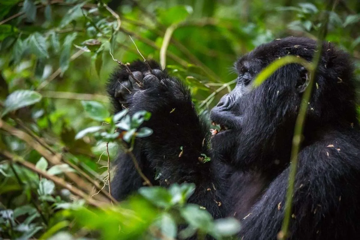 5 days rwanda safari, lake kivu rwanda, lake kivu adventure rwanda, rwanda safaris