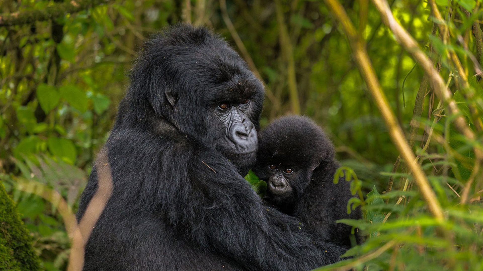 Rwanda Safari and Cultural Tours Combined