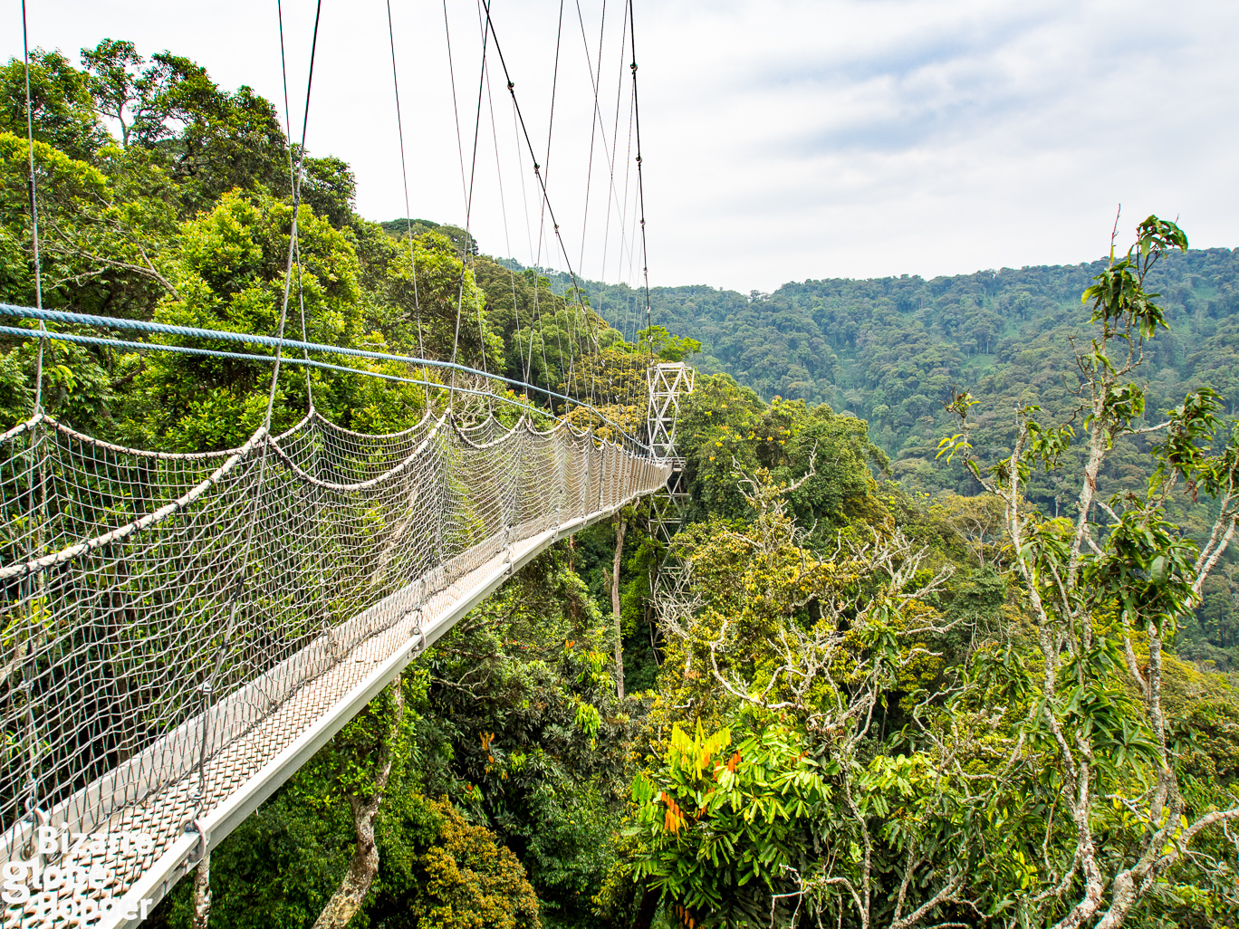 Rwanda Safari and Chimpanzee Trekking in Nyungwe