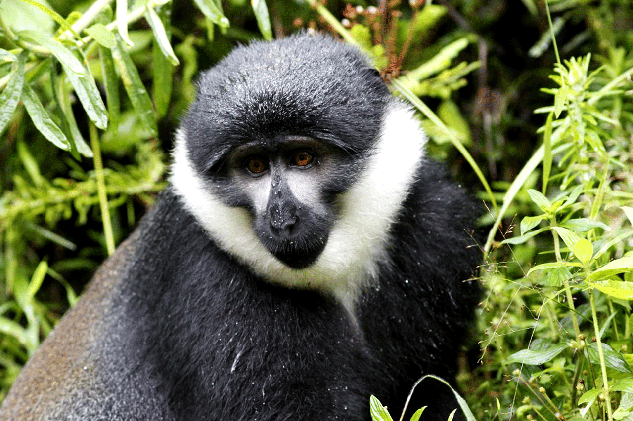Monkey Trekking in Nyungwe National Park, Safaris in Nyungwe National Park, Primate Safaris in Rwanda, Chimpanzee Tracking Safaris, Safaris in nyungwe, nyungwe safaris, primate safaris in nyungwe national park, chimpanzee safaris in nyungwe, chimpanzee trekking in Rwanda, chimp treks, chimp trekking tours, chimpanzee trekking trips, watrefalls in nyungwe national park, birdwatching in nyungwe national park, canopy walkway in nyungwe national park, wildlife safaris in nyungwe national park, nyungwe tours, Nyungwe canopy, nyungwe waterfalls, nyungwe primates, l'hoest monkeys in nyungwe, black and white colobus monkeys in nyungwe national park, vervet mpnkeys in nyungwe national park, nyungwe tourism safaris, nyungwe trekking safaris, nyungwe trails, nyungwe trekking safaris and tours, trek the chimpanzees in nyungwe, 3 days nyungwe chimpanzee trekking and canopy walk adventure, canopy in africa, canopy walkway in africa, Canopy safaris, 5 days chimpanzee trekking in nyungwe national park, 5 days in nyungwe national park, 3 days in nyungwe national park, canopy walk way safaris in rwanda, nyungwe tea plantatuion, cultural tours in and near nyungwe national park, nyungwe
