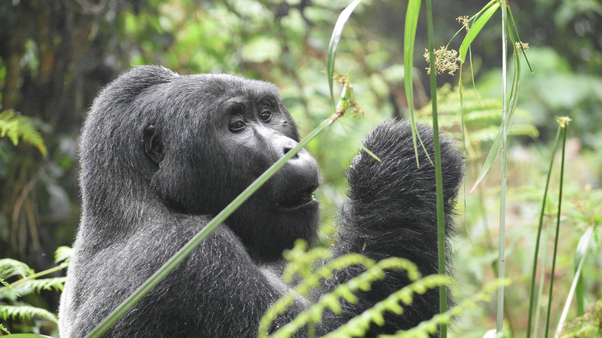 Luxury Gorilla Safaris in Rwanda, Luxury Rwanda Safaris, High-end Gorilla Trekking Safaris, Rwanda Safaris Gorilla Trekking, Luxury transfers to volcanoes, private 4x4 safari vehicles for transfers to volcanoes national park, helicopter transfers in rwanda, helicopter transfers for luxury gorilla trekking in Rwanda, Helicopter tours for high-end rwanda safaris, high-end safaris in rwanda, rwanda safaris, private rwanda safaris, VIP rwanda gorilla trekking in rwanda, gorilla safaris in rwanda, Rwanda gorilla trek, gorilla trek rwanda, 1 day gorilla trekking safari, Luxury Double Gorilla Trekking in Rwanda with helicopter transfer, 2 Days Gorilla Trekking in Volcanoes National Park, Rwanda safaris and gorilla trekking, rwanda gorilla trekking safaris